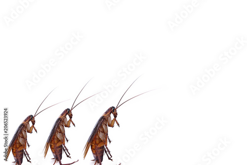 Design of Cockroaches walk on isolated white background.Chemical treatment and protection against termite, cockroach, flea, agricultural pests.Pest control concept.Cockroaches carry diseases to human.