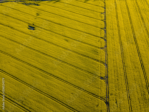 Wallpaper Mural drone image. aerial view of rural area with cultivated fields of rape seed Torontodigital.ca