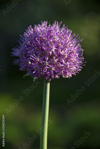 onions  the blossoming onions