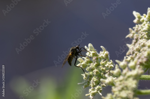 robber fly, empis tesselata, feeding on a umbellifer flower head on a sunny day in May. © Paul