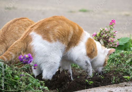 Fototapeta Naklejka Na Ścianę i Meble -  土を掘る猫