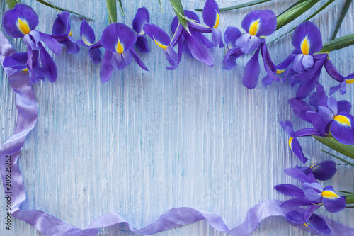 Fototapeta Naklejka Na Ścianę i Meble -  Background with blue iris flowers for congratulations, invitations