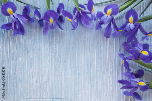 Fototapeta Naklejka Na Ścianę i Meble -  Background with blue iris flowers for congratulations, invitations