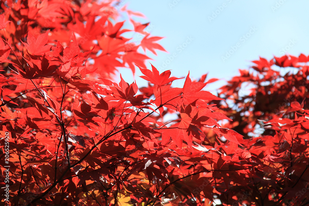 roter japanischer Ahornbaum roter japanischer Ahornbaum