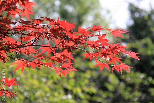 roter japanischer Ahornbaum mit grünen Bäumen im Hintergrund photo