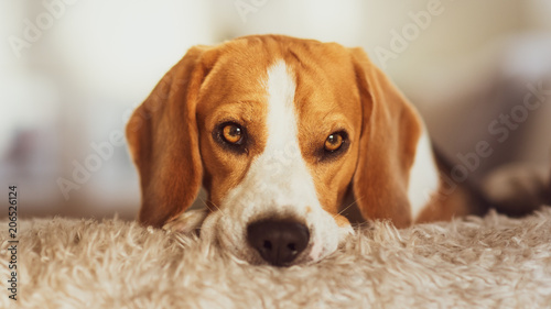 Beagle dog portrait on a couch
