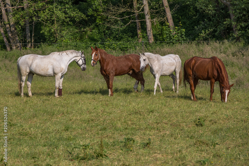 Eine Gruppe Pferde begrüßt ein neues Pferd auf der Wiese Eine Gruppe Pferde begrüßt ein neues Pferd auf der Wiese