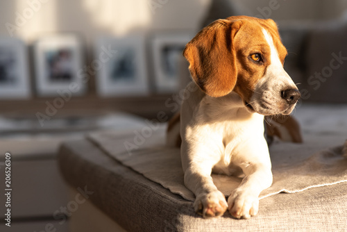 Beagle dog portrait on a couch