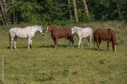 Eine Gruppe Pferde begrüßt ein neues Pferd auf der Wiese