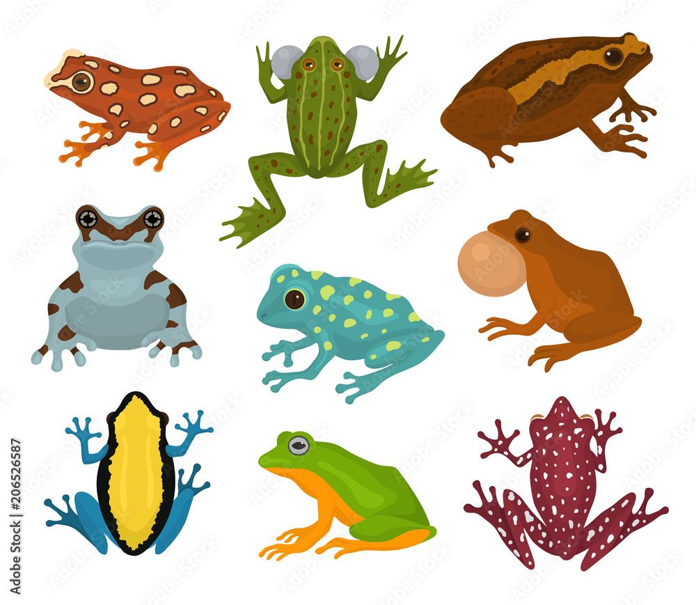 Frog vector froggy character and cartoon amphibian toad in tropical nature illustration set of fauna exotic treefrog and bullfrog isolated on white background