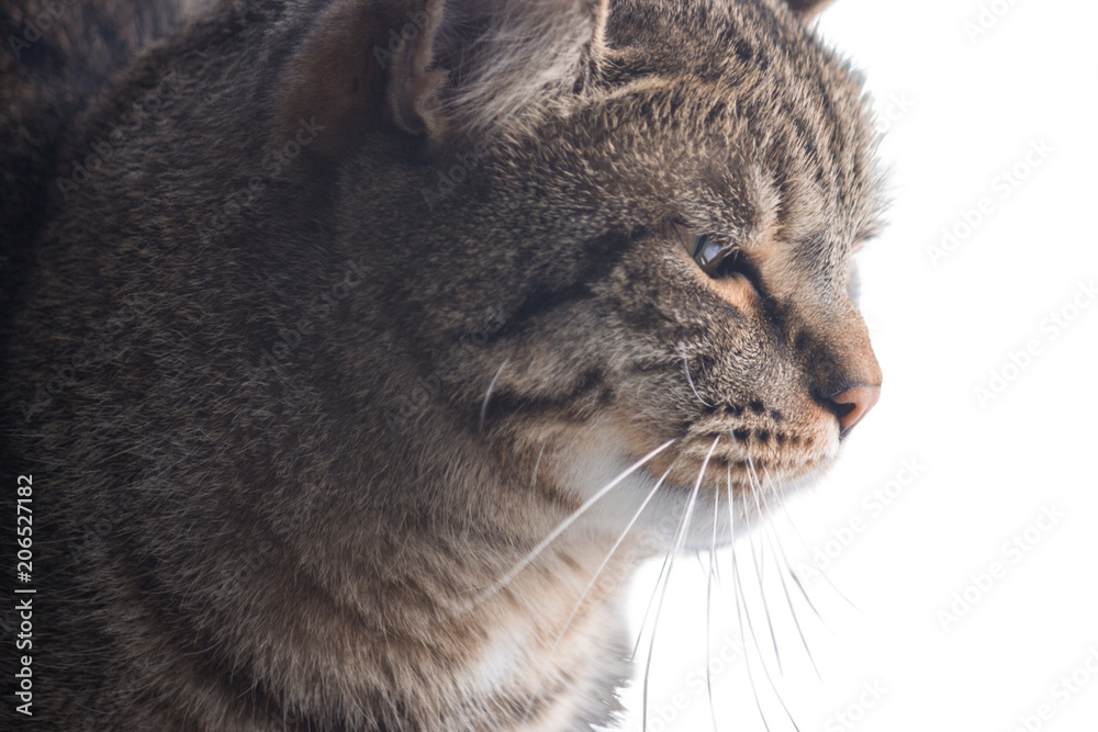 Portrait of a cat in profile. The pet looks closely into the distance. He is waiting for the owner. Maybe the cat is looking for something interesting in the distance. Portrait of a cat in profile. The pet looks closely into the distance. He is waiting for the owner. Maybe the cat is looking for something interesting in the distance.