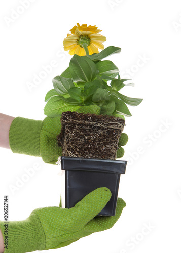 gloved hands holding potted marigold flower rootbound isolated on white. Root bound refers to plants roots growing round and round the pot, which halts growth. They need to be transplanted for health photo