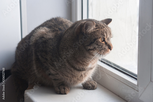 Portrait of a cat in profile. The pet looks closely into the distance. He is waiting for the owner. Maybe the cat is looking for something interesting in the distance. © SVIATLANA