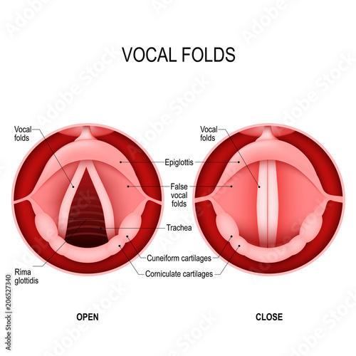 The Human Voice. open and closed vocal cords. voice reeds