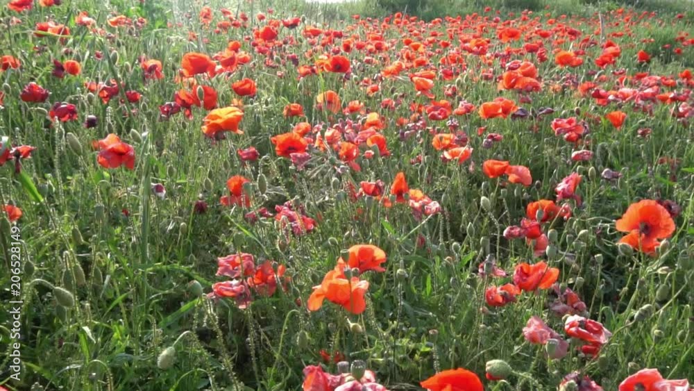 survol d'un champs de coquelicots au ralenti survol d'un champs de coquelicots au ralenti