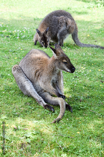 Pair of Wallabies in captivity