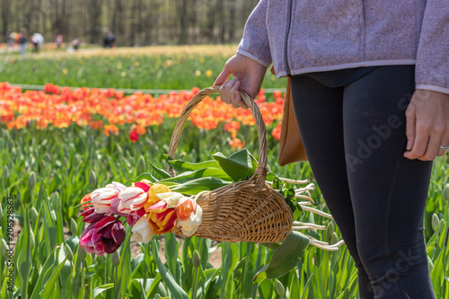A hand of a woman is holding a basket of tulip flowers