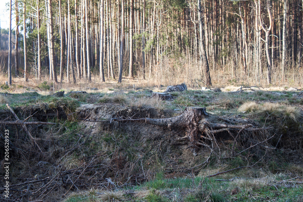 Pine stump, result of tree felling Pine stump, result of tree felling
