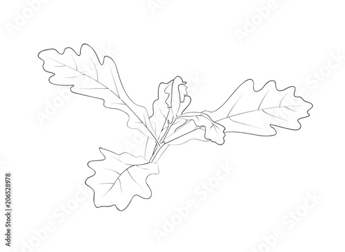 Vector illustration, isolated small sapling oak tree in black and white colors, outline hand painted drawing