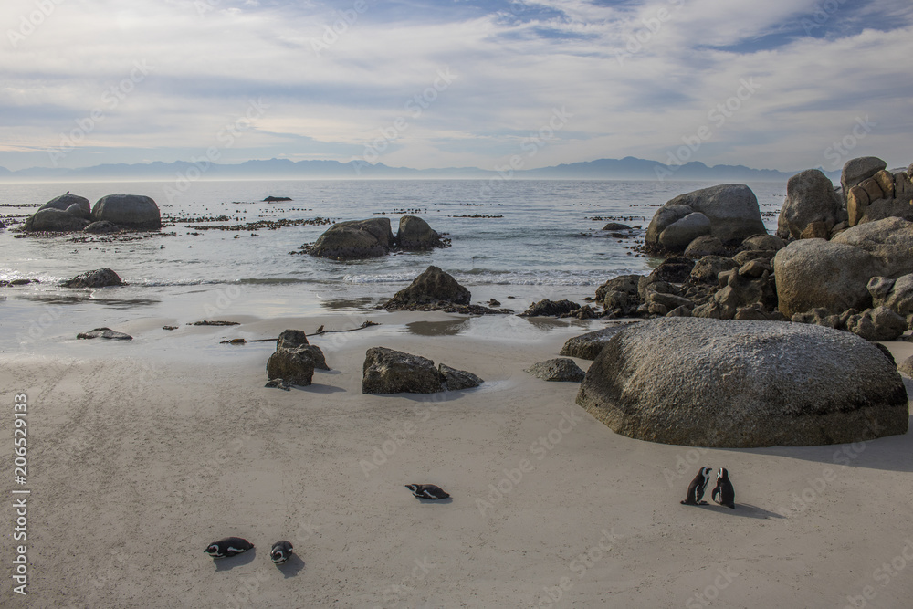 Cute African Penguins by the water at sunrise on Boulders Beach, Cape Town, South Africa.