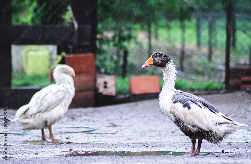 Fototapeta premium Domestic goose in the rain in the rural back yard