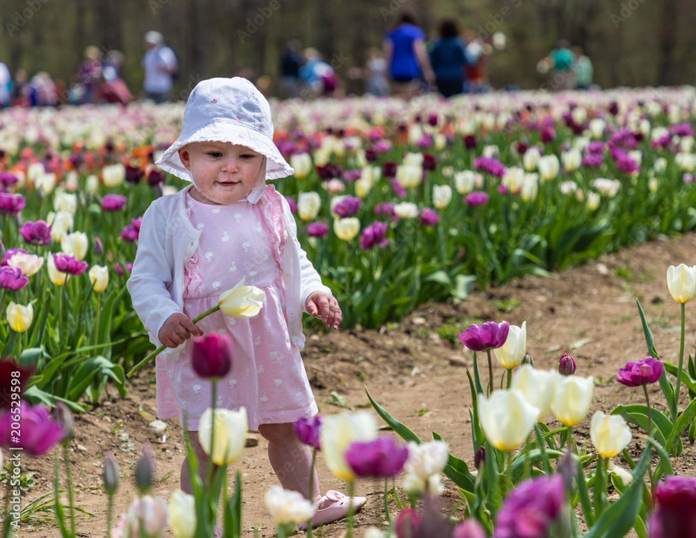 A toddler holding a yellow tulip is looking at a purple flower A toddler holding a yellow tulip is looking at a purple flower