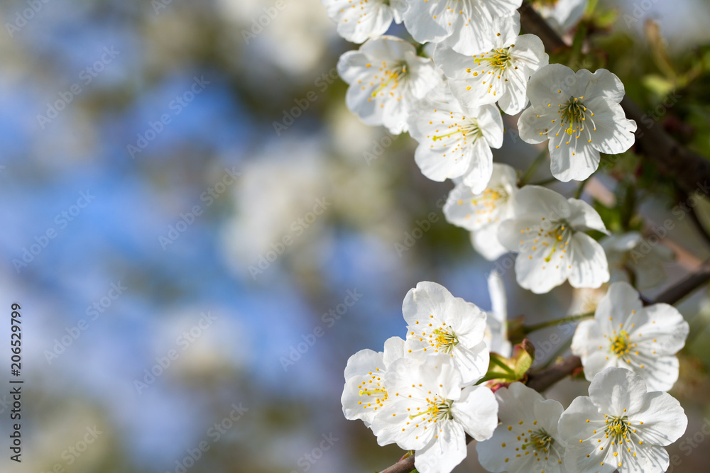 Beautiful cherry blossom sakura in spring time over sky Beautiful cherry blossom sakura in spring time over sky