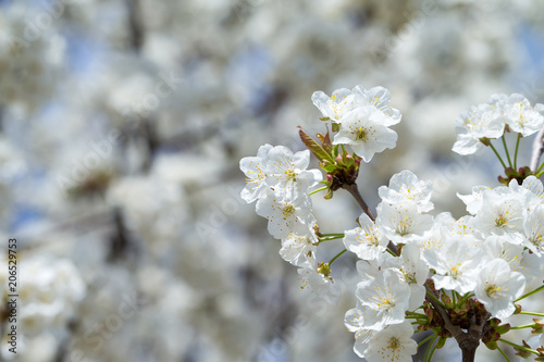 Blossom tree over nature background