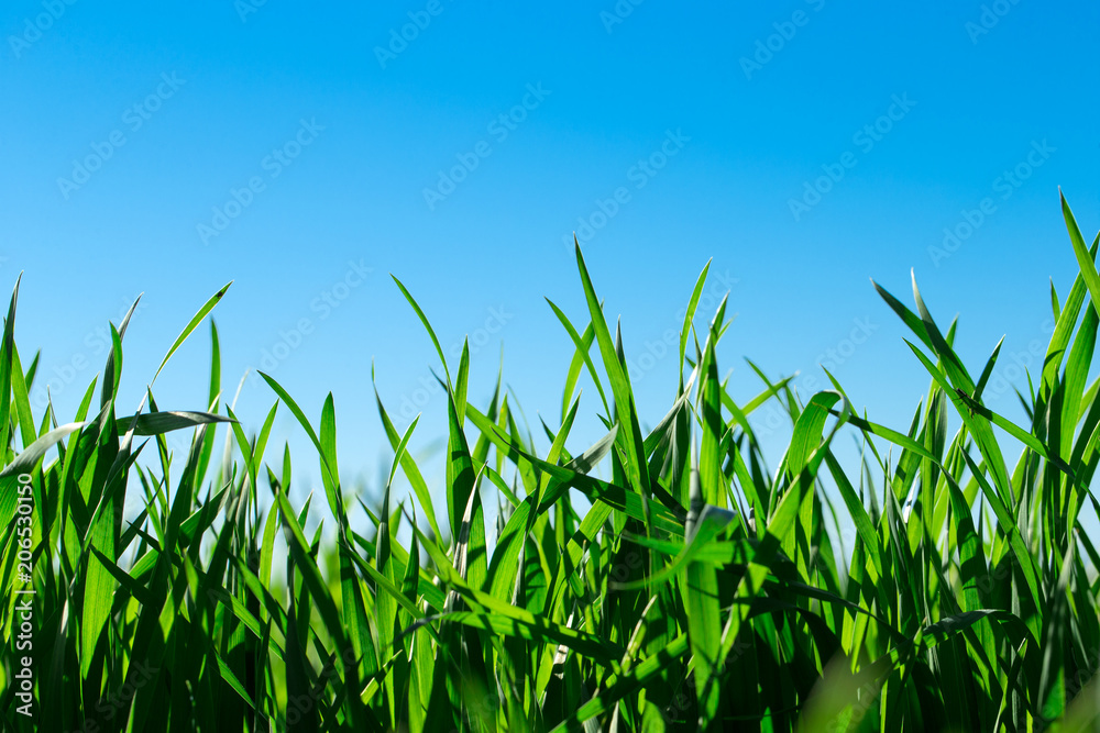 Green grass against the blue sky