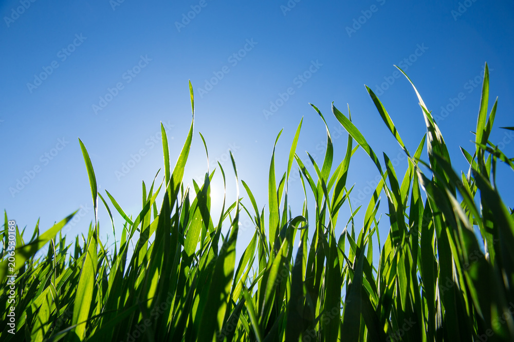 Fototapeta premium Green grass against the blue sky