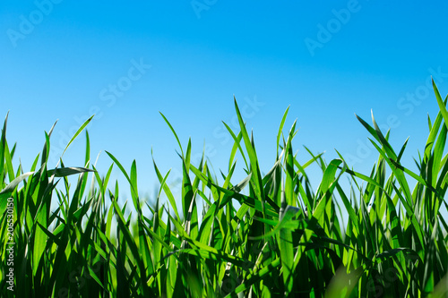 Green grass against the blue sky