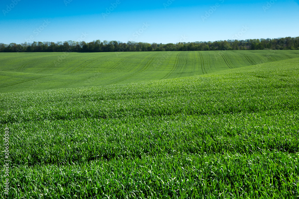 field of green grass and sky
