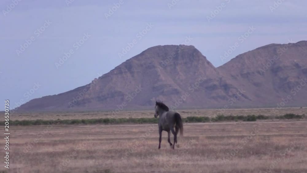Wild Horss in the Utah Desert Wild Horss in the Utah Desert
