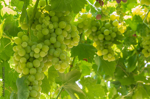 Cluster With Green Grapes
