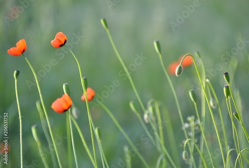 Poppies of the meadows of Ukraine