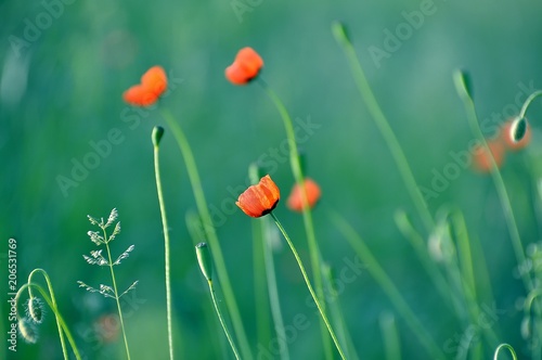 Poppies of the meadows of Ukraine