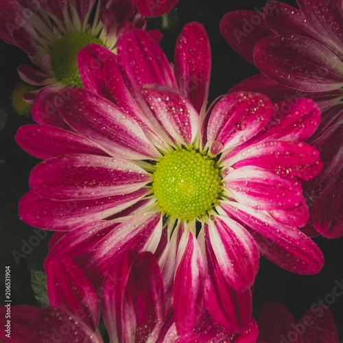 Red flower with droplets background
