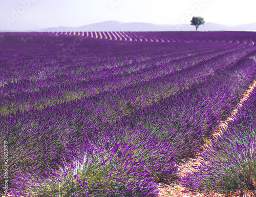 View to lavender field in France