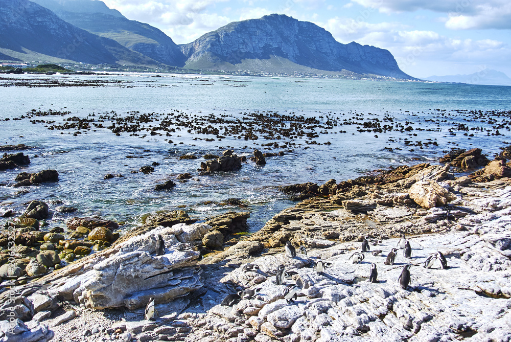 Penguins colony in stony point nature reserve betty's bay Boland Mountain Complex, Western Cape Penguins colony in stony point nature reserve betty's bay Boland Mountain Complex, Western Cape