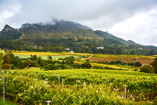 Vineyards in Constantia Cape-Town