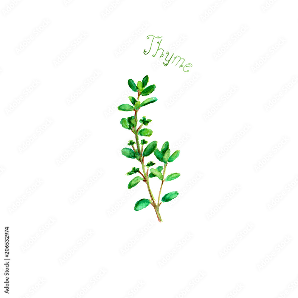 Thyme herb spice isolated on white background Thyme herb spice isolated on white background