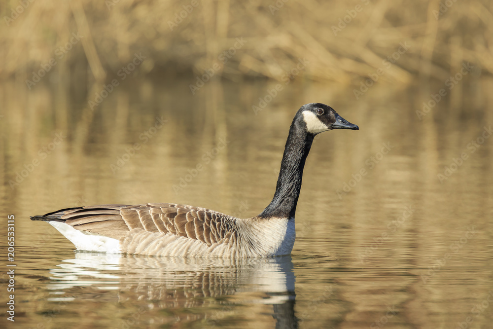 Canadian goose Branta canadensis close up Canadian goose Branta canadensis close up