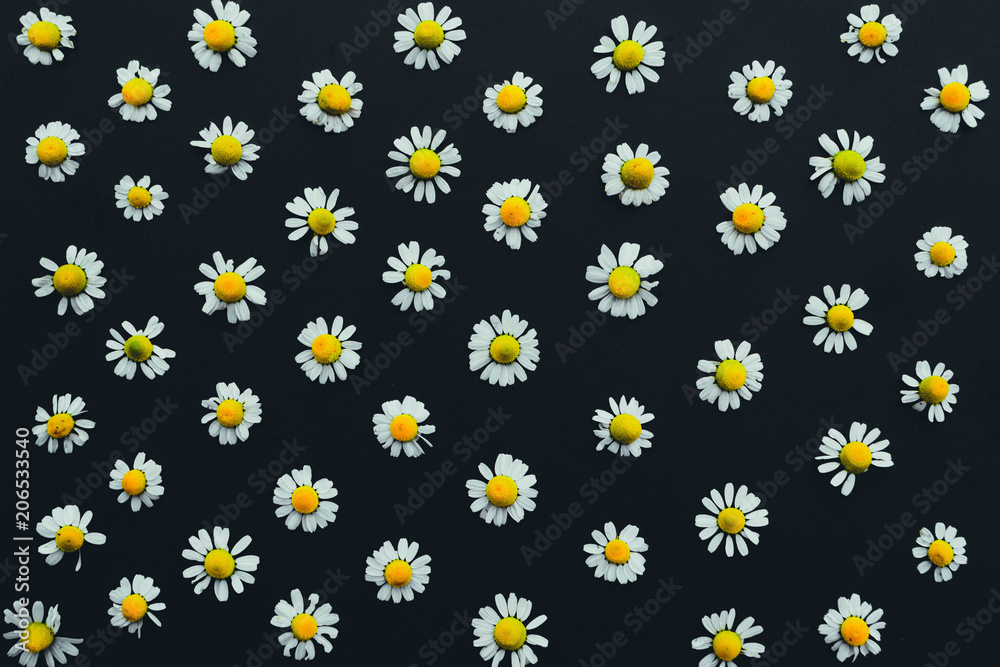 Camomile 2 Camomile 2