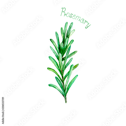 Rosemary herb spice isolated on white background