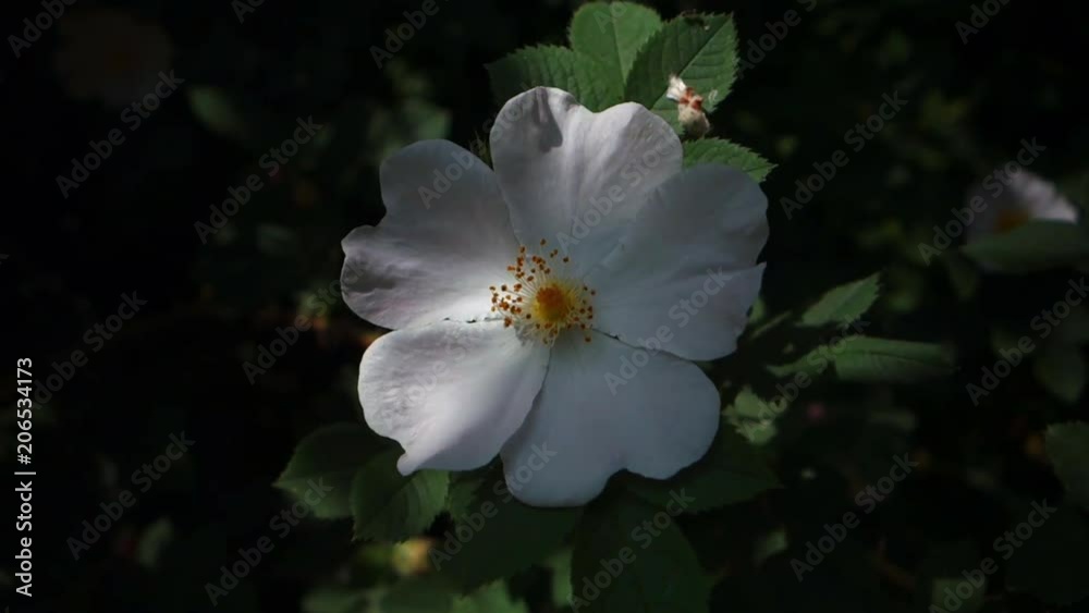 Dog rose blossom in summer sunlight Dog rose blossom in summer sunlight