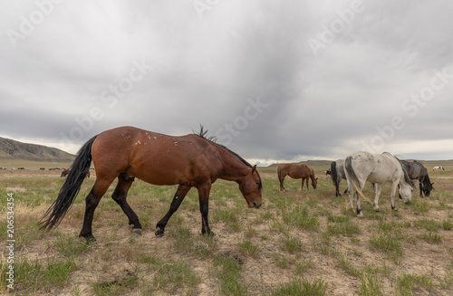 Herd of Wild Horses in Utah