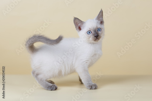 Blue-eyed cat on a beige background