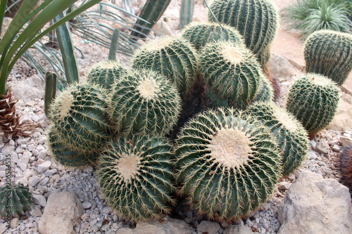 Fotografie cactus photo detail