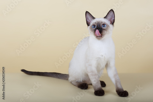 Blue-eyed cat licking on a beige background © Светлана Федоренко