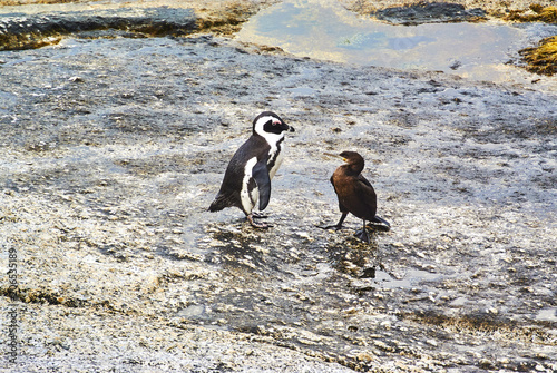 Penguins in boulder's beach cape-town south-africa with seaside and moutain view
